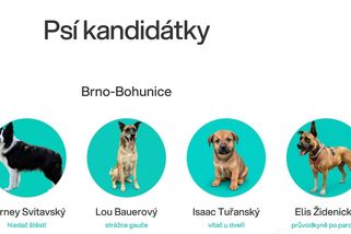 Strážce gauče, hlídač u dveří. Hnutí v Brně dalo na kandidátní listiny stovku psů z útulků - Novinky