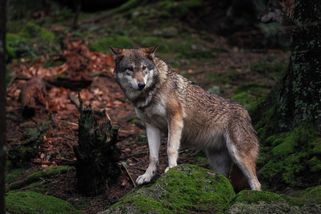 Zemřel španělský „vlčí chlapec“. Dvanáct let žil odříznutý od lidské civilizace - Novinky