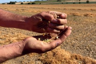 U Znojma sklízí čočku. Dnes už nikdo ani neví, jak vypadá, směje se farmář - Novinky