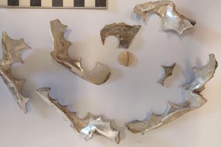 Archeologové objevili v Brně zbytky čamrdářské dílny i s perletí na knoflíky - Novinky