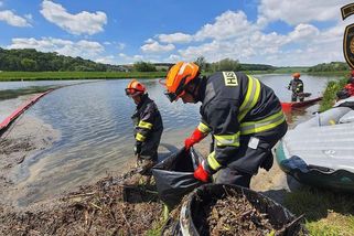 Analýza potvrdila výskyt ropy v řece Moravě - Novinky