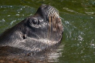 V liberecké zoo našli mrtvého lachtana, v těle měl hlavu panenky - Novinky