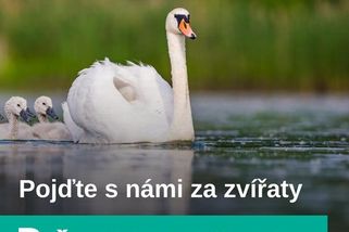 Vosí bodnutí není důvodem k panice. Neječte a konejte, hlavně žihadlo rychle vytáhněte, radí včelař - Pojďte s námi za zvířaty | Seznam Podcasty