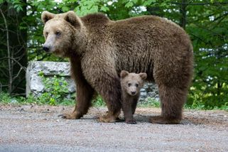 Slovenskými Turany obchází strach. Kolem se pohybují další medvědi s mláďaty