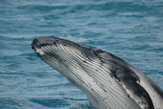 Další keporkak plave do Baltského moře. Potká ho stejný osud jako Timmyho? - Médium.cz