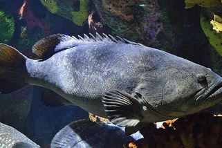 Mohutná tlama, 400 kg: kanic obrovský, obr korálových útesů, dokáže spolknout i malého žraloka - Médium.cz
