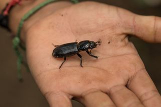 Lékaři si mysleli, že je na drogách, pak Američanovi vytáhli z ucha brouka - Novinky