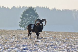 Pytlák zastřelil na Opavsku muflona - Novinky