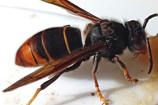 Na Mělnicku se objevila sršeň asijská, odborníci vyzývají veřejnost k pátrání po hnízdě - Novinky