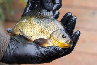 Invazní ryby na Třeboňsku ohrožují obojživelníky. Biologové je pomocí šetrných pastí odchytávají