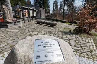V Krkonoších budou po třech stoletích žít opět medvědi - Novinky