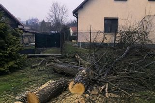 Majitel chtěl jen pokácet strom. Nakonec zaplatil desetitisícovou pokutu
