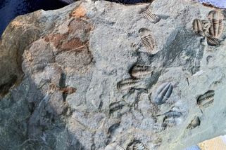 Stačilo chvíli ťukat kladívkem. Kámen s 18 trilobity vedle sebe jste asi ještě neviděli - Médium.cz