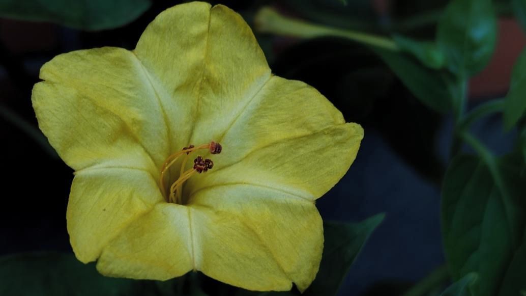 Kvetoucí nocenky (Mirabilis jalapa) dnes ráno 23. srpna 2026 na zahrádce - Médium.cz