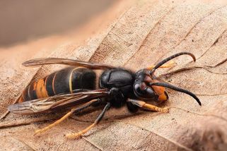 Sršeň asijská na Mělnicku. Pomozte najít její hnízdo, žádají odborníci - Seznam Zprávy