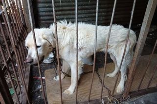 Vyhublý pes bez vody a na řetězu. Veterináři zasahovali na Chomutovsku