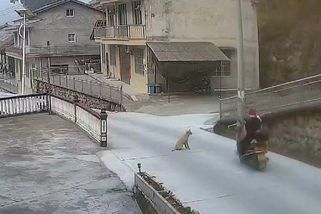 Číňanka na motocyklu se připletla do psího vodítka, nebezpečnou nehodu zachytila kamera - Novinky