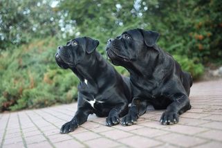 Mladá veterinářka neměla šanci útok psí smečky v Pohořelicích ustát, i když zachovala klid - Novinky