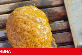 Na Lipně se objevila bochnatka americká. Podivný rosolovitý útvar se objevuje v čistších vodách