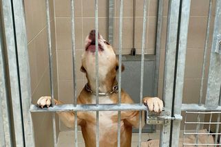 Místní si roky stěžovali na chov pitbulů. Úřad teď hodlá třicítku psů zabrat - Seznam Zprávy