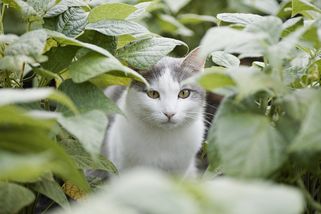 Sousedova kočka zničila vaši zahradu. Zákon ale stojí na vaší straně