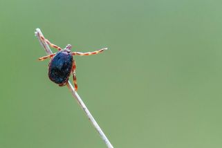 Obří klíště v Česku? Jednotlivý záchyt není podle odborníků důvodem k panice