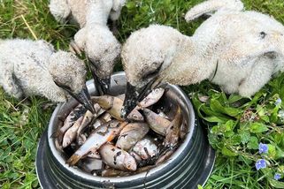 K záchraně populárních čápů v Třebíči pomohla plošina, na výdaje se složili fanoušci - Novinky