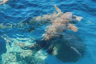 Nejdřív strach, pak zážitek na celý život. Vyzkoušeli jsme si plavání se žraloky - Novinky