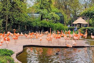 Den v pražské Zoo - přepočteno na koruny - Médium.cz