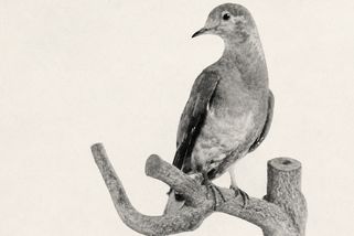 Poslední holubice stěhovavá umírala sama v zoo. V 19. století jich byly miliardy, lidé je vybili - Médium.cz