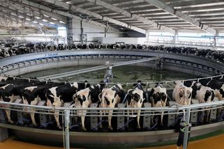 Čínská kráva dojí rekordních 15 000 litrů mléka ročně