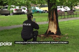 Vandalové v Karviné nenávratně poškodili zdravé stromy, jsou odsouzené k pokácení
