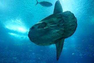 Prapodivný obr. Ryba, která se nechává požírat zaživa