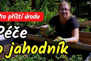 Tohle rozhodne o příští úrodě jahod! Udělejte to do konce srpna! | Šikulio Zahrada