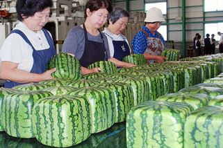 Od snahy o skladnost k dekoraci: Fenomén hranatých melounů v Japonsku pokračuje