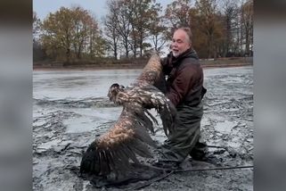 Orel zůstal u Sudoměře uvězněný v bahně. Brodili se pro něj v prsačkách a s podběrákem - Novinky