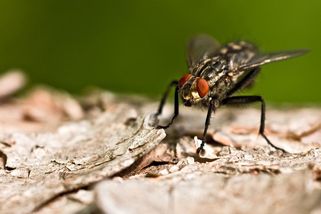 Jednoduchý, spolehlivý trik, co vypudí mouchy a jinou havěť z domácnosti