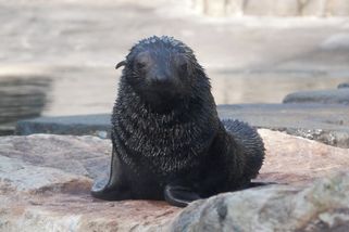 Gastonův pravnuk poprvé ve velkém bazénu. Zoo Praha vypustila lachtaní mládě - Novinky