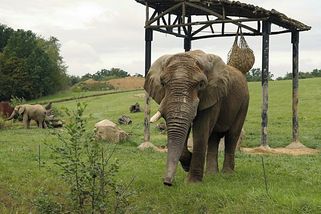Slon ze zlínské zoo útočil už dříve, ukázaly záznamy v databázi - Novinky