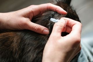 Velké srovnání ochrany proti klíšťatům. Veterinář řekl, co funguje nejlíp a co říká na jantarové obojky