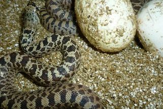 Brněnská zoo odchovala vzácné užovky, které vrčí a křičí - Novinky