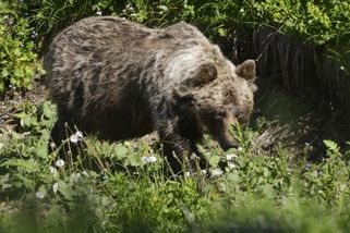 Brutální útok medvěda na Slovensku: Muž s potrhanou tváří a vyhřezlými střevy šel pro pomoc stovky metrů