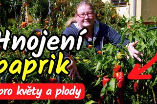 Jak hnojit papriky, aby měly květy a plodily? A čím nyní už nehnojit? | Šikulio Zahrada