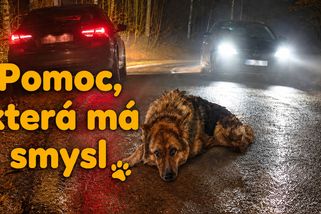 Kdo jim pomůže, když ne my? | Útulek DogPlanet Mělník