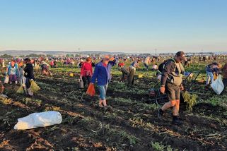 Levná zelenina láká. Samosběrači obsadili pole nedaleko Olomouce, někteří ještě za tmy - Novinky