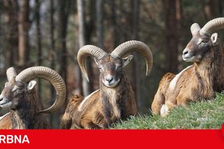 Brněnská veterinární univerzita se prohne. Soud potvrdil pokutu za přemnožené muflony