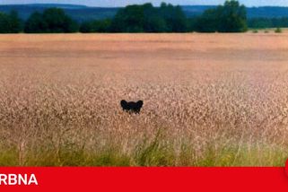 Lidé opět spatřili černou kočkovitou šelmu, tentokrát na Českobudějovicku