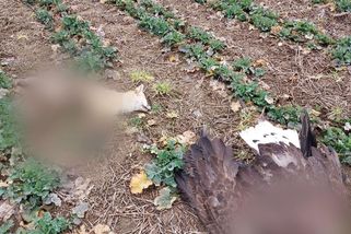 Muž na Příbramsku rozmisťoval návnady s toxickým karbofuranem, otrávil několik ohrožených zvířat - Novinky
