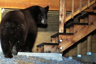 Do kalifornského domu tvůrce Médi Bédi se nastěhoval medvěd - Novinky