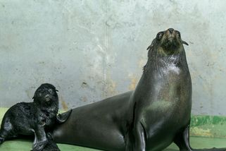 Pravnuk slavného Gastona míří do velkého bazénu Zoo Praha, veřejnost ho poprvé uvidí ve středu